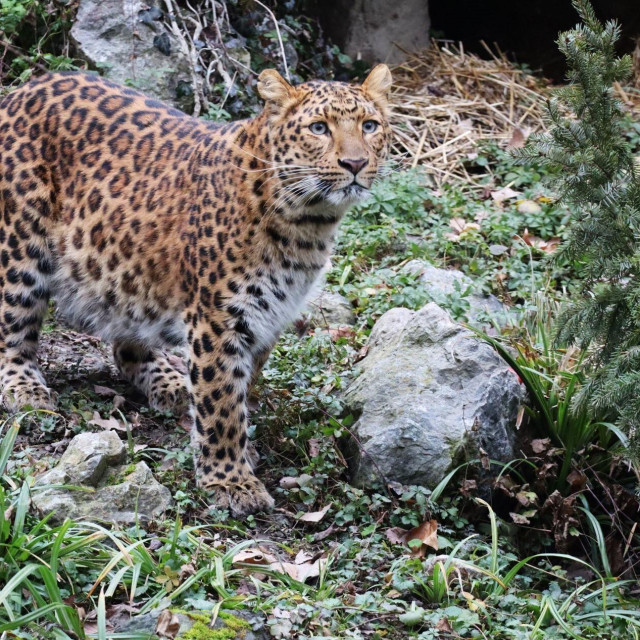 Kineski leopard