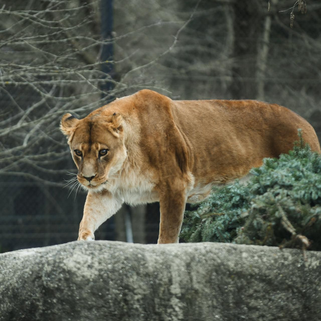 Prizor iz zagrebačkog ZOO