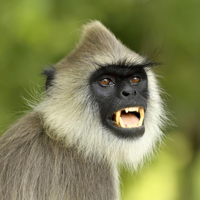 Hanumanov langur snimljen na Šri Lanci, ilustrativna fotografija

 

 