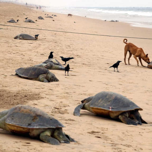 This photograph taken on January 20, 2016, shows the carcasses of dead olive ridley sea turtles on the beach near Pantha Niwas in Puri, some 65 kilometers from Bhubaneswar. The carcasses of over 150 olive ridley turtles washed ashore and were recovered on January 20 by Indian government environmental officials. The coast of India‘s Odisha state is the world‘s largest nesting site for the turtles, which are listed as a vulnerable species.,Image: 272008141, License: Rights-managed, Restrictions:, Model Release: no, Credit line: STR/AFP/Profimedia