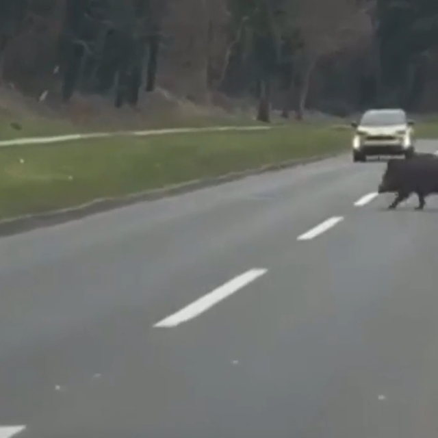 Vepar pretrčava Gračanskom cestom na predjelu Podsljeme, Zagreb