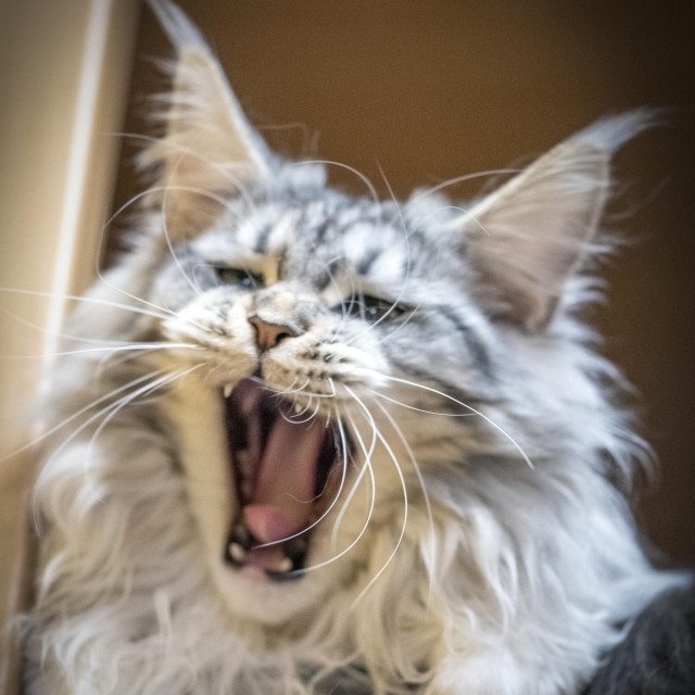 Ilustrativna fotografija, Maine coon mačka