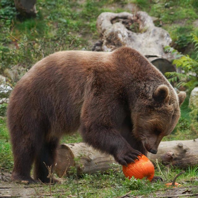 Smeđi medvjed. ilustrativna fotografija