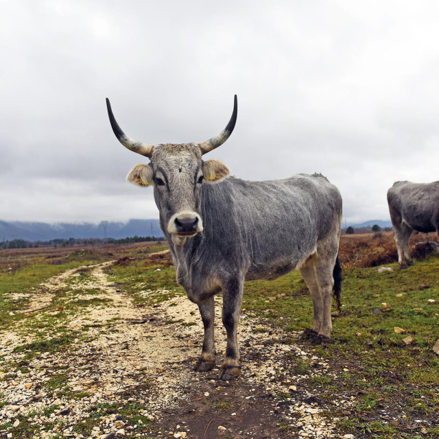 Boškarin, ilustrativna fotografija