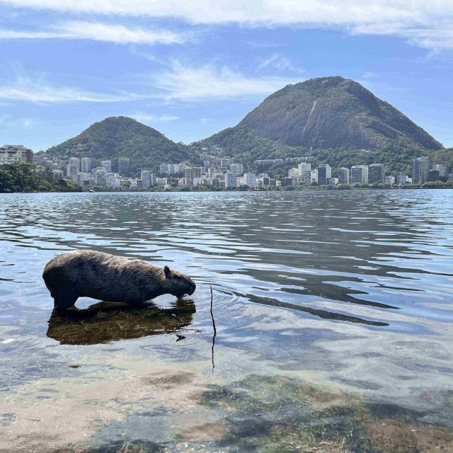 Kapibara u Rio de Janeiru