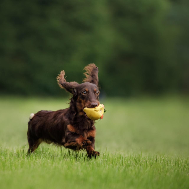 Chocolate longhaired dachshund in nature running on grass with toy. Beautiful dog in the park