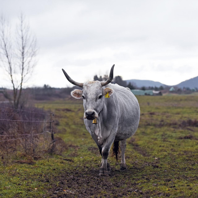 Boškarin, ilustrativna fotografija