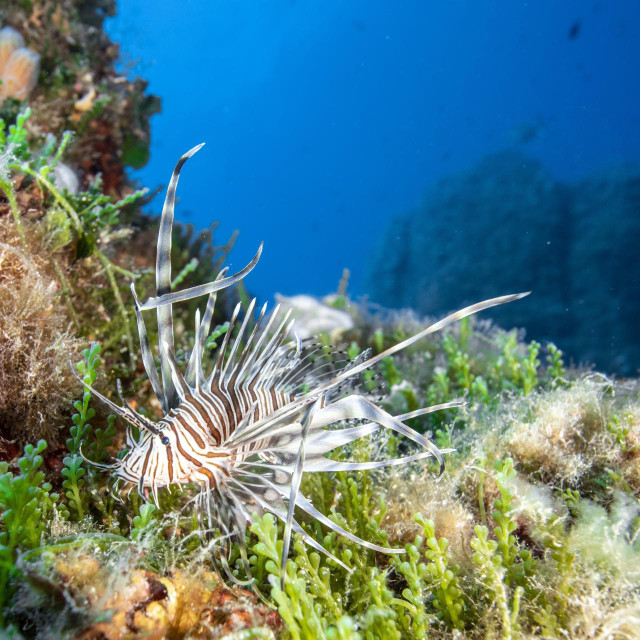 Komiza 140821.
Riba lav (Pterois miles, lionfish), invazivna riba snimljena kod rta Stupiste, blizu obale Komize. Ovo su prve snimke te vjerojatno prvi zabiljezeni susret s ovom invazivnom vrstom ribe u Jadranskom moru.