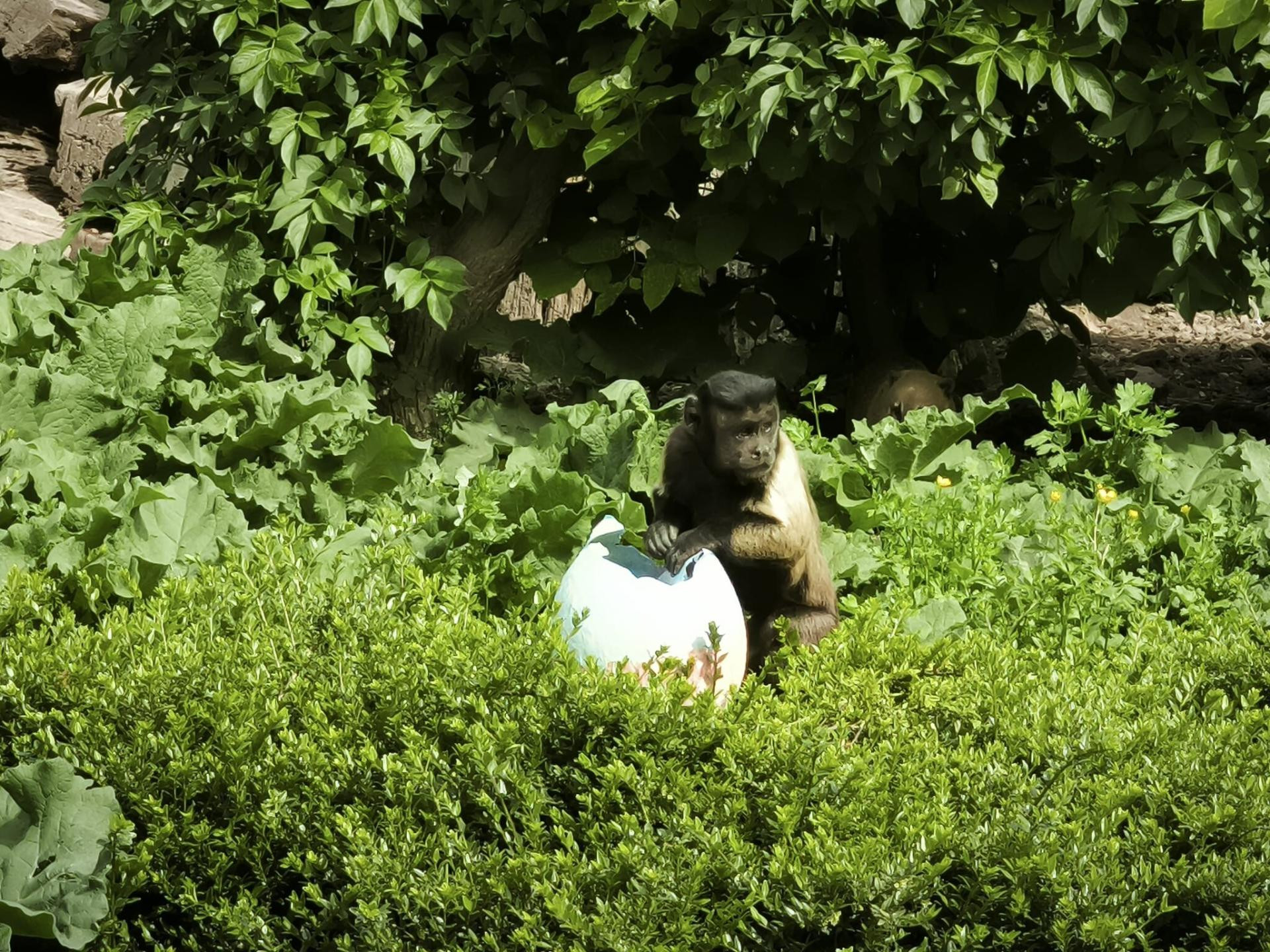 Jutarnji list - Zabavni prizori iz ZOO: Medvjedi, lemuri, lavovi ...