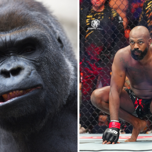 Gorila | Jon Jones