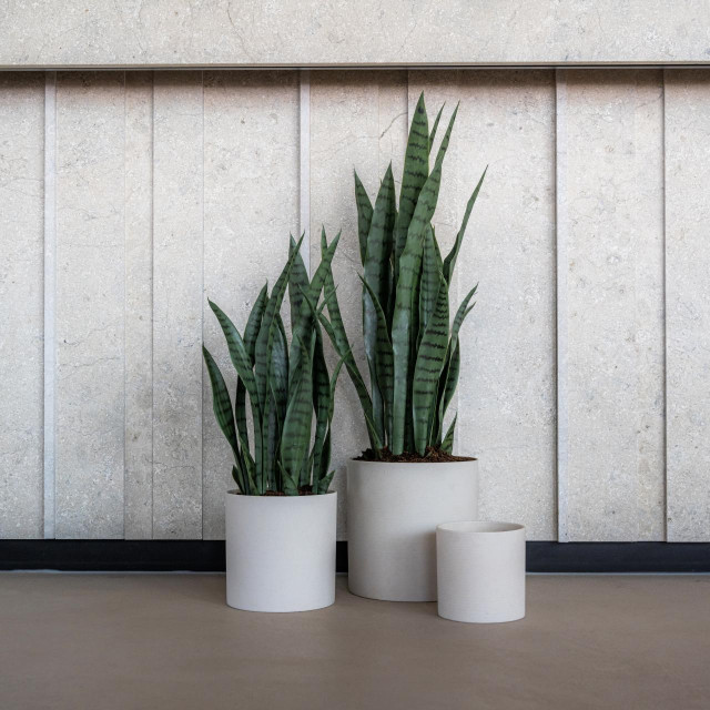 Sansevieria kirkii (svekrvin jezik) savršeno pristaje u tegle kolekcije Refined