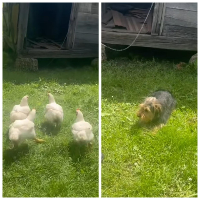 Šupa ispod koje živi, skriven, na lancu